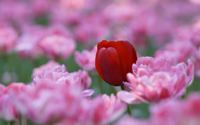 Red tulip pink flowers spring free wallpaper - medium preview image