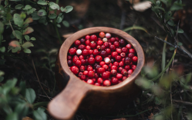 Wooden bowl red berries forest free wallpaper - medium preview image