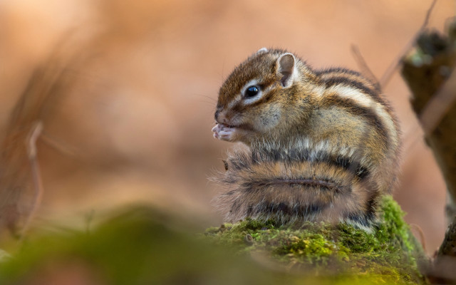 Chipper chipmunk mossy branch blue free wallpaper - medium preview image