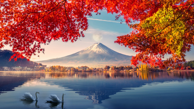 Swans lake autumn red leaves free wallpaper - medium preview image