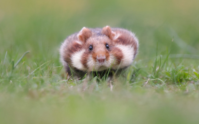 Chippy rodent grass smiling nature free wallpaper - medium preview image