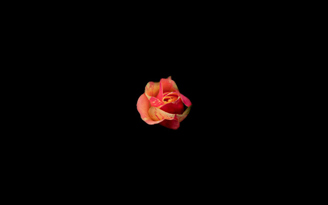 Rose holography black background white free wallpaper - medium preview image