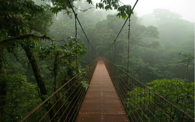 Suspension bridge forest rain fog free wallpaper - medium preview image