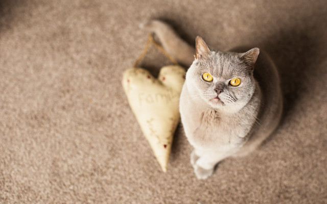 Black cat banana sad portrait free wallpaper - medium preview image