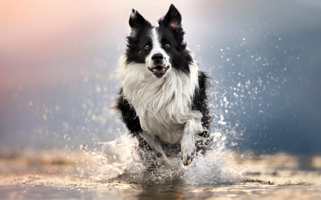 Dog running water blurry background free wallpaper - medium preview image