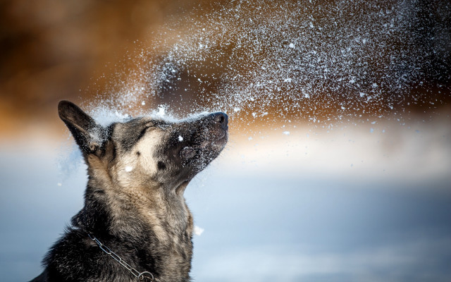 Dog blowing snow night starry free wallpaper - medium preview image