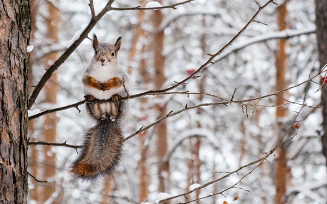 Squirrel snow winter ecological art free wallpaper - medium preview image