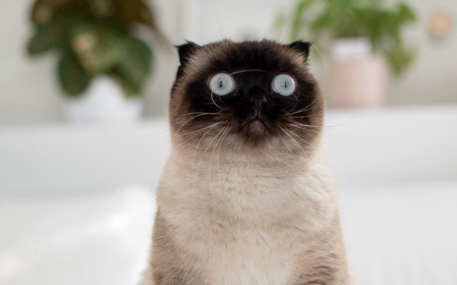 Cat blue eyes table plant free wallpaper - medium preview image