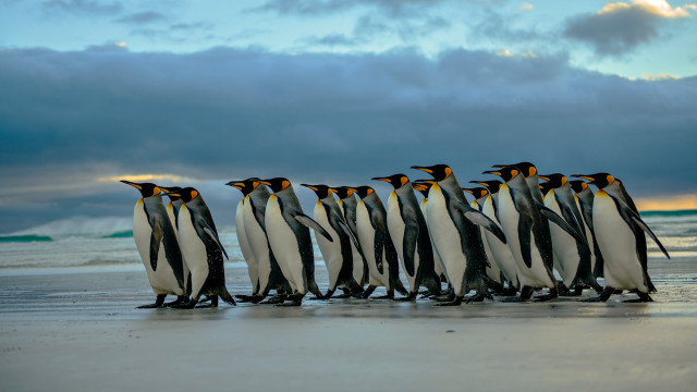 Penguins beach ocean cloudy sky free wallpaper - medium preview image