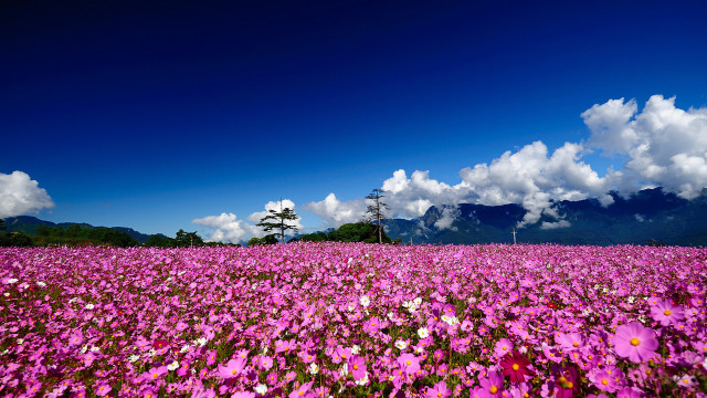 Flower field mountains clouds lone free wallpaper - medium preview image