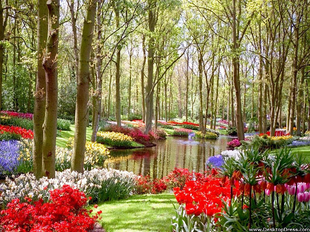 Garden pond trees flowers nature free wallpaper - medium preview image