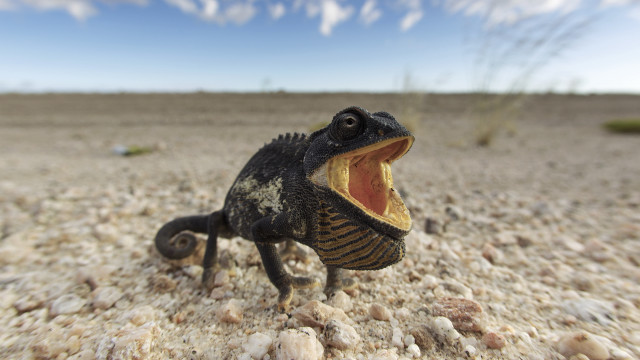 Small lizard rocky surface clouds free wallpaper - medium preview image