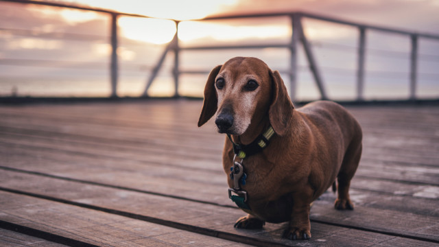 Dog sunset deck blurry tiltshift free wallpaper - medium preview image