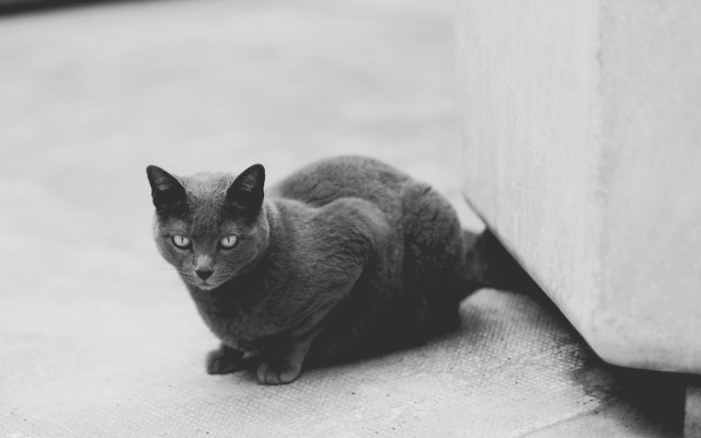 Sad cat wall gray scale free wallpaper - medium preview image