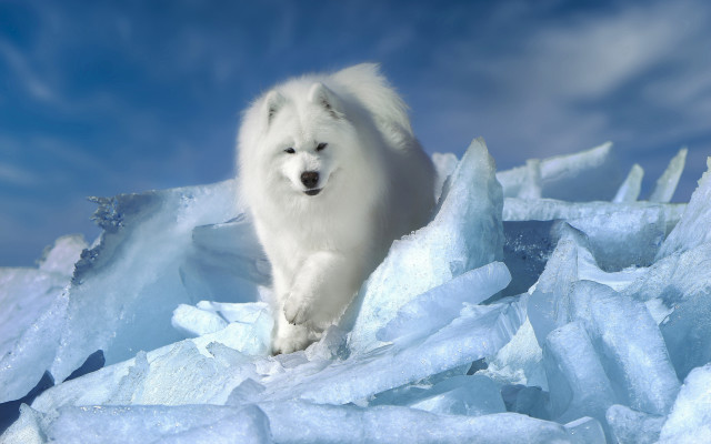 White dog on ice in free wallpaper - medium preview image