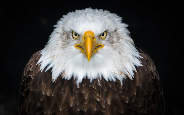 Bald eagle white head yellow free wallpaper - medium preview image