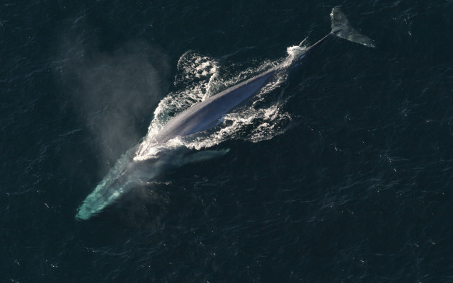 Whale ocean boat aurora night free wallpaper - medium preview image