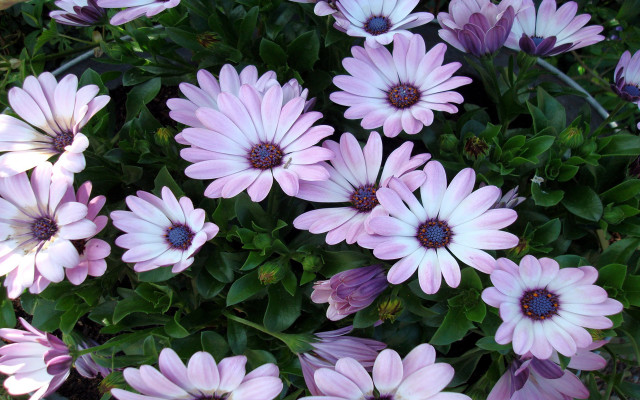 Pink flowers planter bunch together free wallpaper - medium preview image