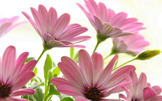 Pink flowers vase water blurry free wallpaper - medium preview image