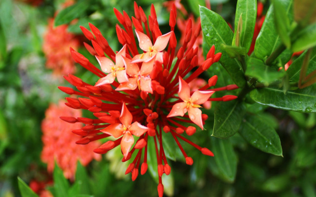Red flower green leaves blurry free wallpaper - medium preview image