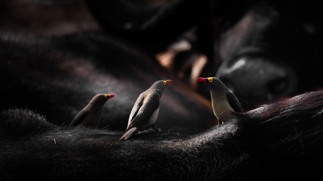 Three birds black fur black free wallpaper - medium preview image