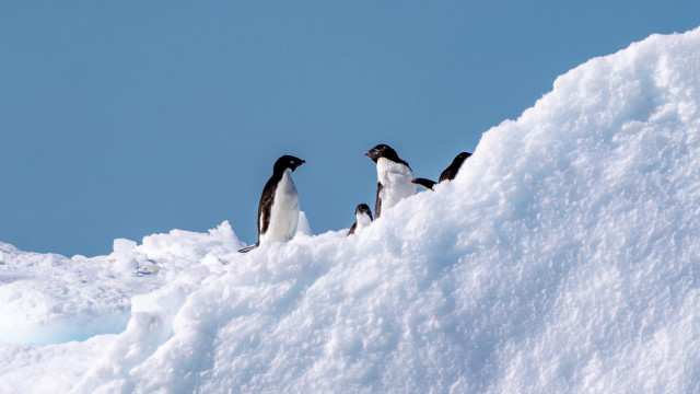 Penguins snowy hill minimalism award free wallpaper - medium preview image