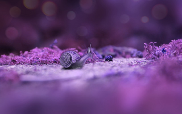 Purple scallop snail bokeh cherry free wallpaper - medium preview image