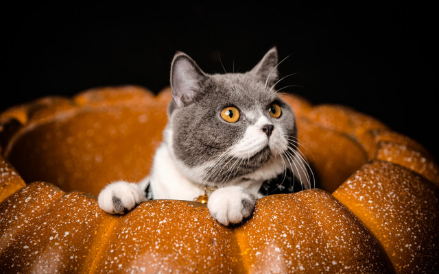 Cat pumpkin chair snow eyes free wallpaper - medium preview image