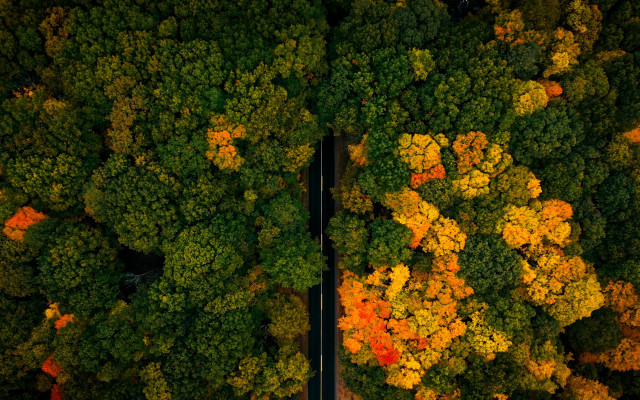 Autumn leaves road trees cars free wallpaper - medium preview image