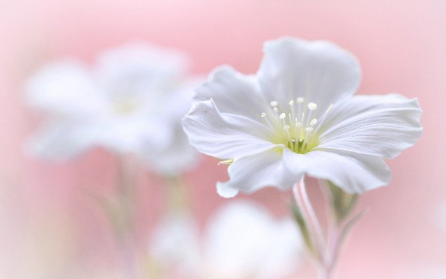 White flower pink background macro free wallpaper - medium preview image