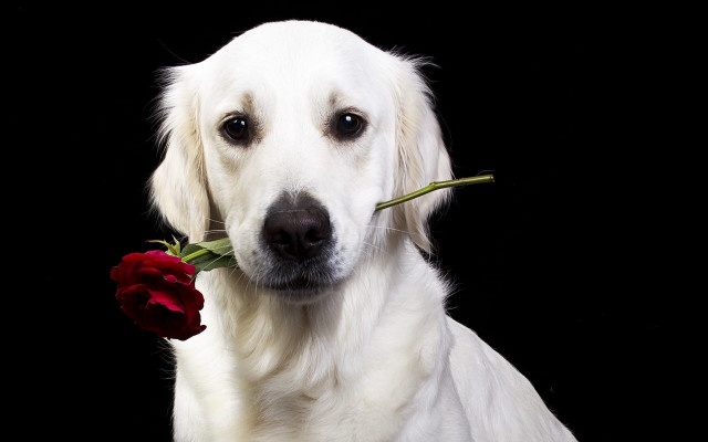 White dog red rose black free wallpaper - medium preview image