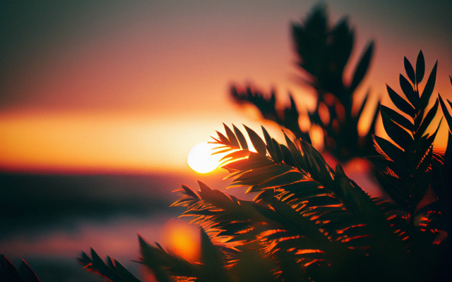 Sunset tree branch water orange free wallpaper - medium preview image