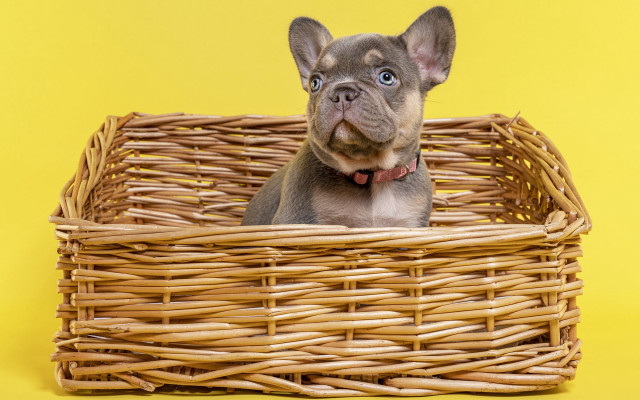 Small dog basket yellow background free wallpaper - medium preview image