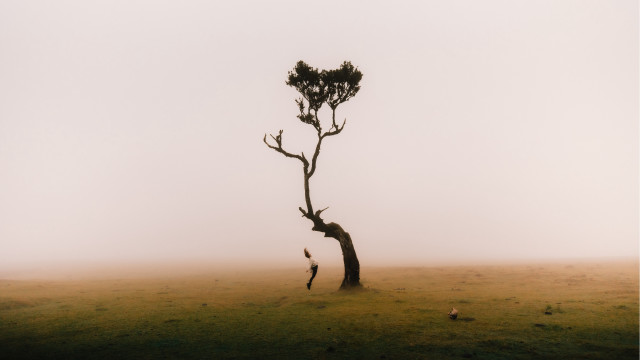 Lone tree foggy field birds free wallpaper - medium preview image