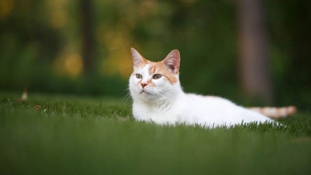 Cat grass serious shift focus free wallpaper - medium preview image