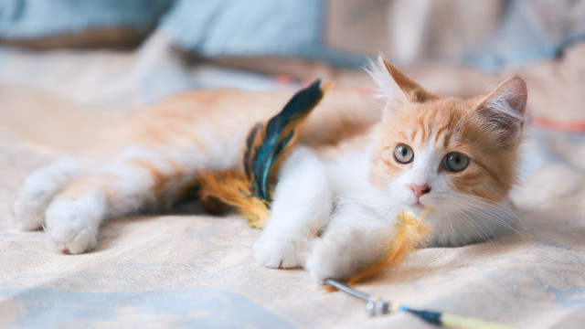 Kitten playing with toy blurry free wallpaper - medium preview image