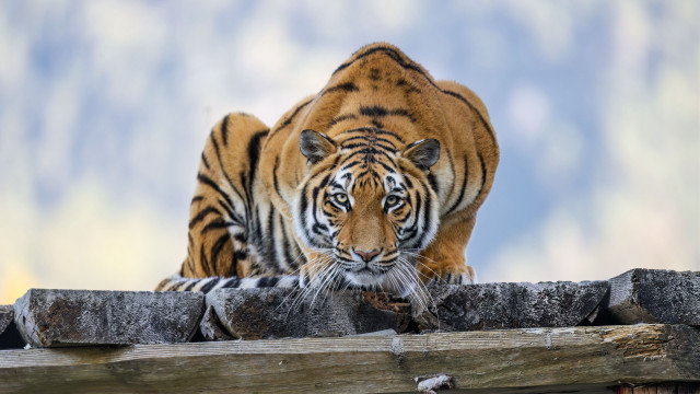 Tiger fence sky mountain wildlife free wallpaper - medium preview image