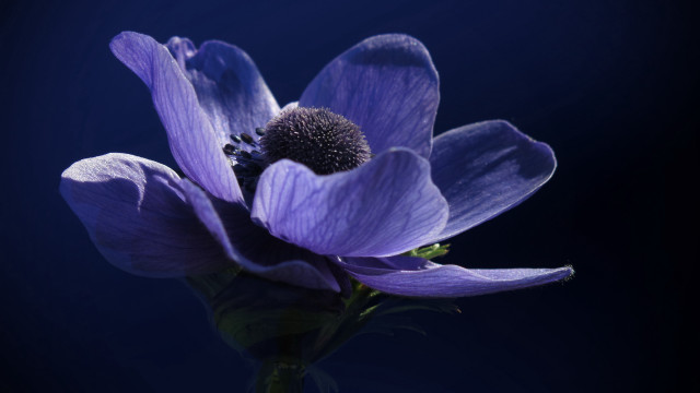 Purple flower dark background closeup free wallpaper - medium preview image
