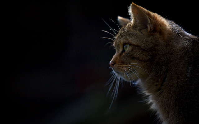 Black cat portrait sharp teeth free wallpaper - medium preview image