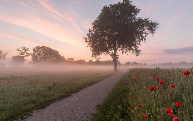 Path tree flower misty dusk free wallpaper - medium preview image