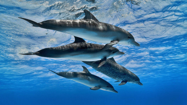 Dolphins ocean underwater sunlight fish free wallpaper - medium preview image