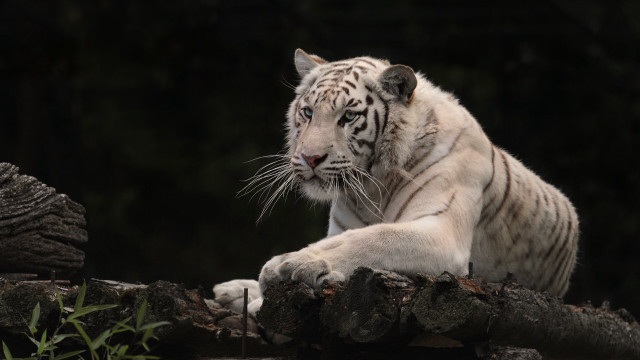 White tiger tree branch forest free wallpaper - medium preview image