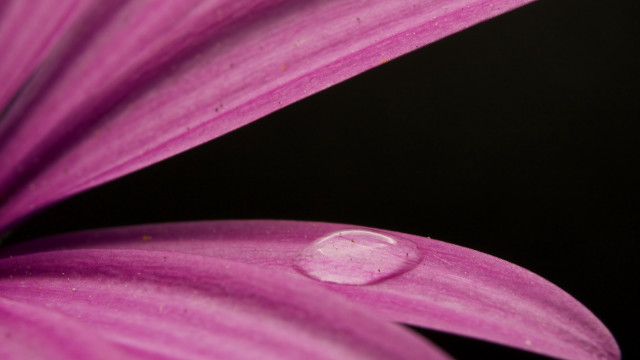 Purple flower water droplets moon free wallpaper - medium preview image