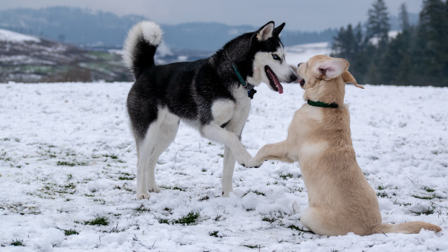 Dogs playing snow mountains shiba free wallpaper - medium preview image