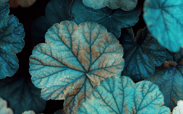 Leaf butterfly foliage macro umbrella free wallpaper - medium preview image