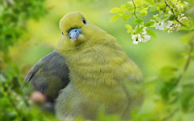 Yellow bird on branch green free wallpaper - medium preview image