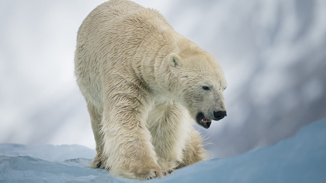 Polar bear snow field clouds free wallpaper - medium preview image