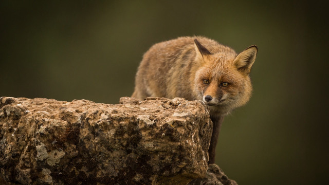 Red fox concerned portrait macro free wallpaper - medium preview image