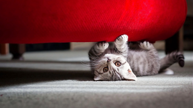 Cat red chair upward look free wallpaper - medium preview image