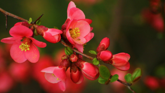 Pink flowers green leaves macro free wallpaper - medium preview image